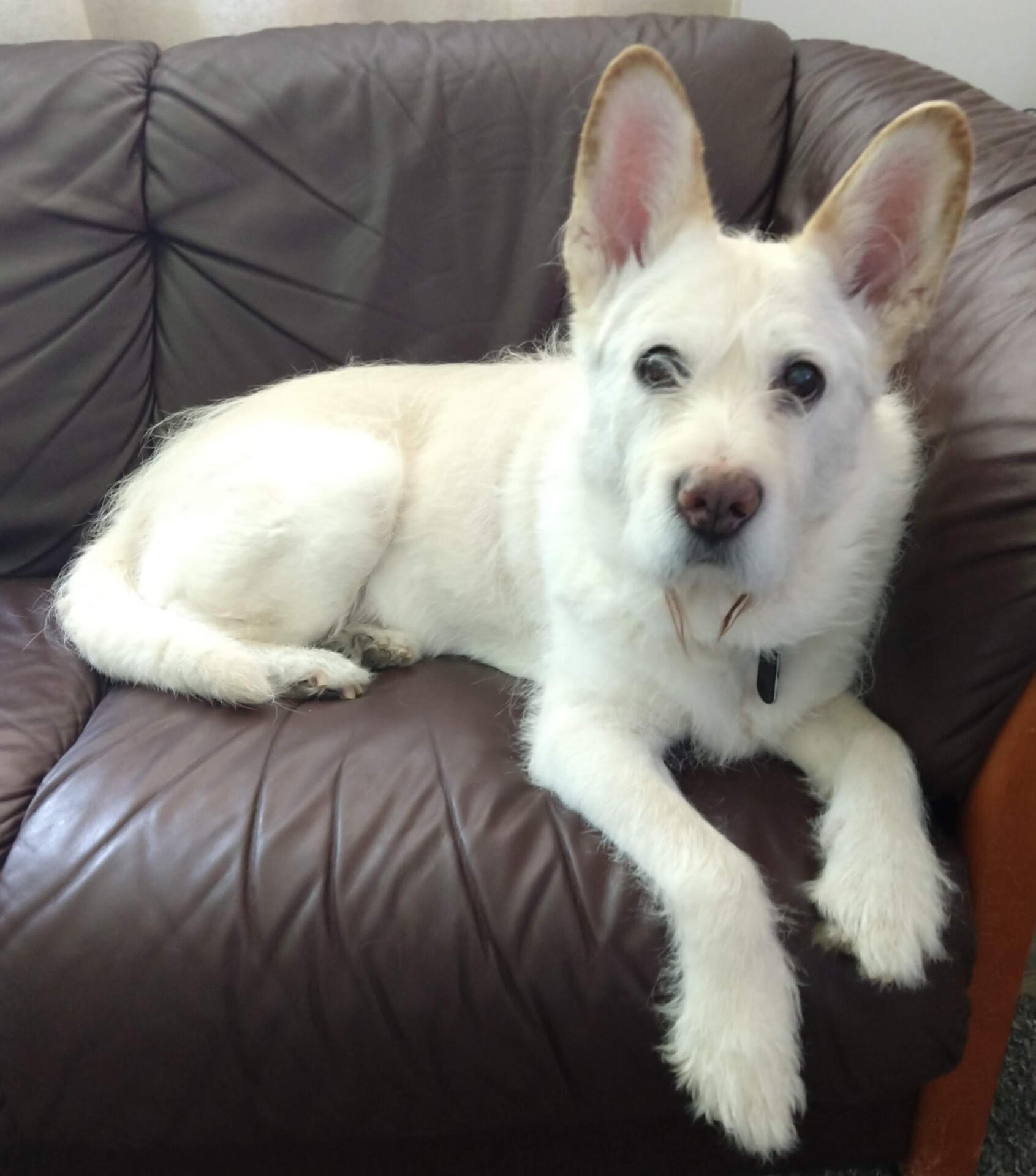 Artie sitting on the couch